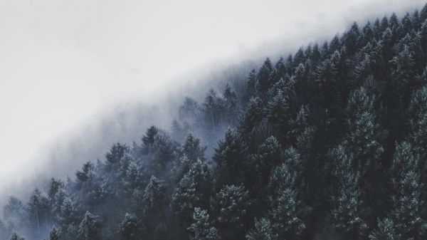 skog,dimma,snö,vinter-,kall,gran