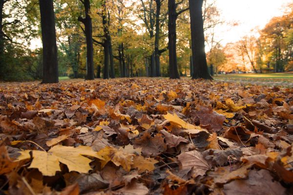 pysäköidä,LaVM,Herbst,Wald,b ume,Baum