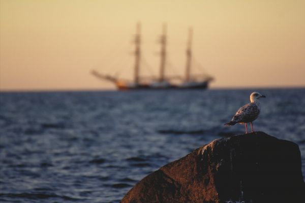 kapal, laut, pemandangan, hewan, matahari terbenam, teluk