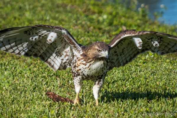 uccelli, natura, all'aperto, natura, falchi, uccello rapace