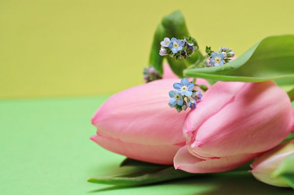 verde,flor,planta,Tulipanes,flor,rosado