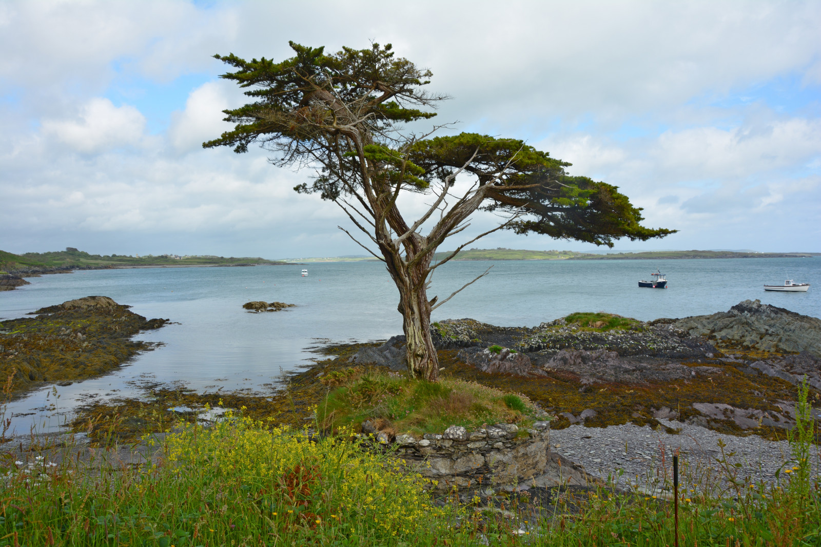 irland, kust, träd