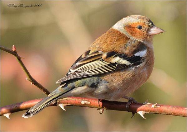 oiseau,la nature,fermer,sauvage,mâle,Nikon