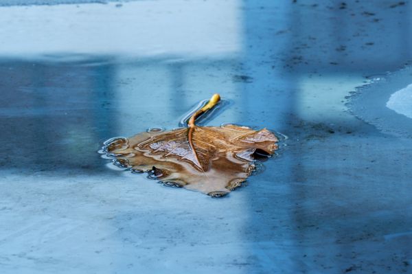 le foglie,foglie cadute,natura,ghiaccio