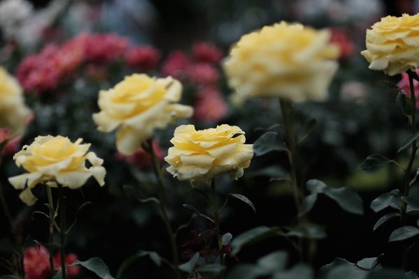 Sarı,gül,Çiçeği,Tokyo,Fujifilm,çiçek