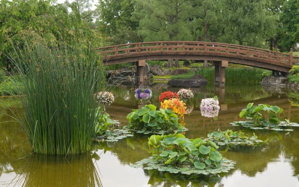 日本,花园,池塘,后院,花,植物学