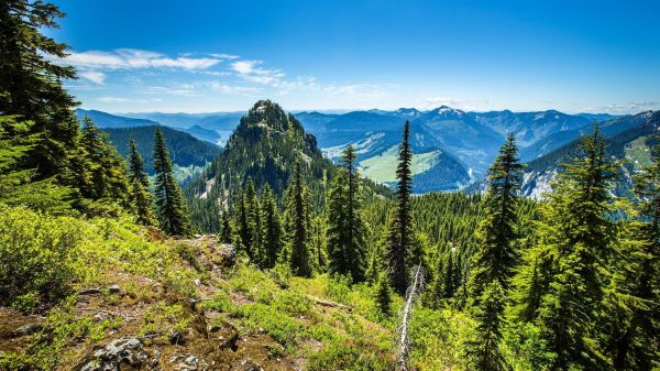 trees,hills,nature,greenery,field,pine trees