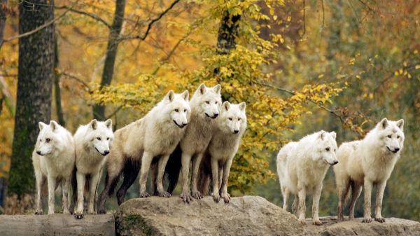 Canadian,1920x1080 px,animals,Arctic,autumn,forests