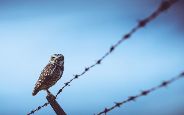 fil barbelé,la nature,branche,des oiseaux,animaux,oiseau de proie