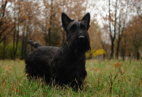 Schottischer terrier,Gras,Hund,gehen