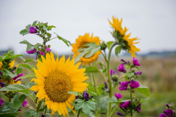 natur,fält,gul,blomma,Danmark,blomma