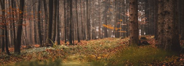 falla,landskap,skog,träd,fotografi,natur