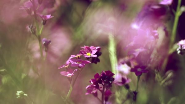 solljus, blommor, natur, gräs, lavendel-, blomma