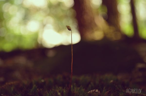 luz de sol, noche, naturaleza, reflexión, césped, bosque