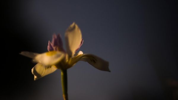 photography,flowers,wavy hair,yellow,flower,plant