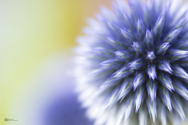 fleurs, la nature, ciel, les plantes, 500px, amour