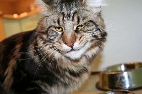 gatto,Maine Coon,viso,frustrazione