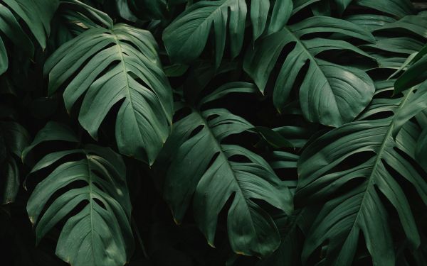 planter,grønn,natur,blader,fotografering