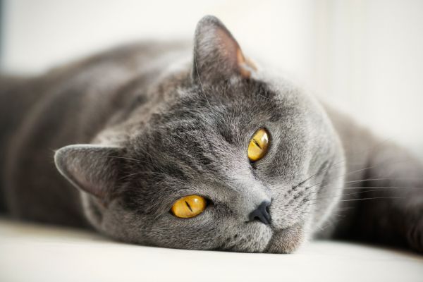 2048x1367 px,Britanique,chat,gris