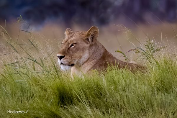 vânt,Rodi Almog,leu,camp,în căutarea departe,animale