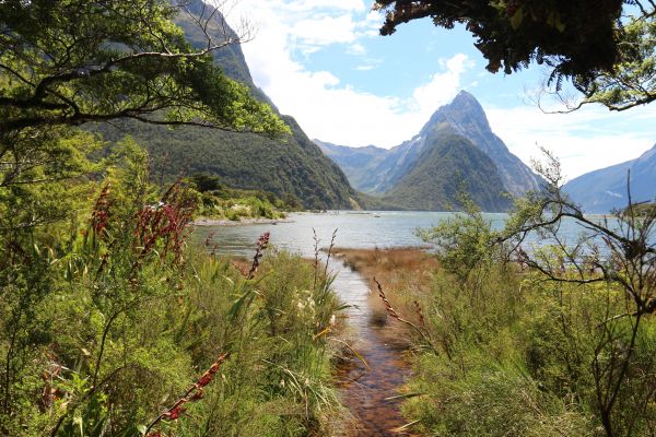 景观,新西兰,Fiordland National Park