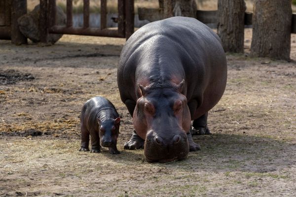 baby djur,skärpedjup,flodhästar,djur,Zoo,däggdjur