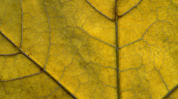 natura, le foglie, macro, avvicinamento, foglie cadute, struttura