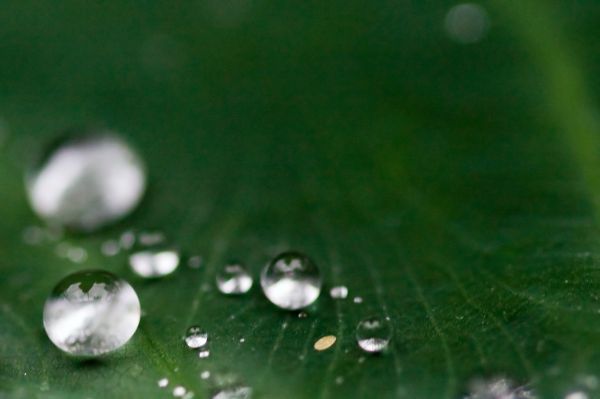 floare,macro,natură,apă,verde,a închide