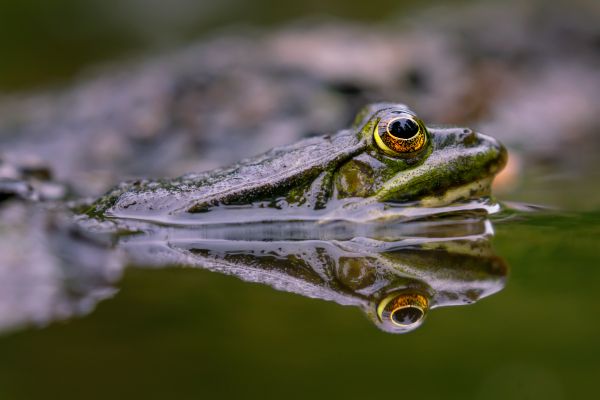 Wasser,Flüssigkeit,Frosch,Organismus,natürlichen Umgebung,Flüssigkeit