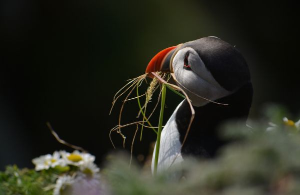 dof,bokeh,tráva,zobák,Puffin,Lunde