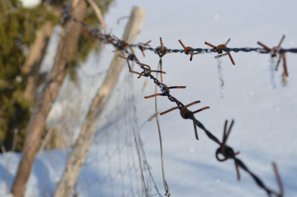 pigtråd, sne, vinter, afdeling, frost, hegn