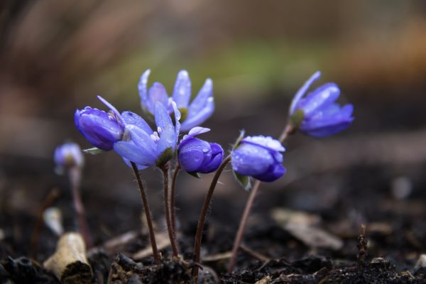 Příroda,květ,jaro,krokus,květ,rostlina