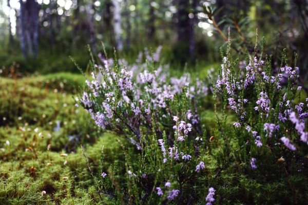 paysage,la nature,fleurs,jardin,lavande,fleur