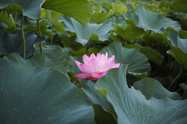 Quattro, Tokyo, Lotus, feuille, fleur, plante