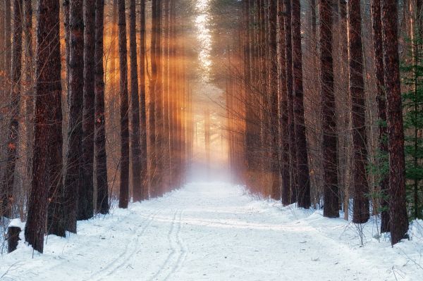 invierno,frío,bosque,nieve,Mañana