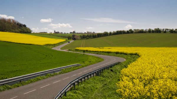 Francja,żółty,Nord,Rzepak,Pasdecalais,rzepakowy