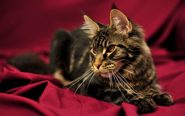 gatto,Maine Coon,soffice,dire bugie,bellissimo