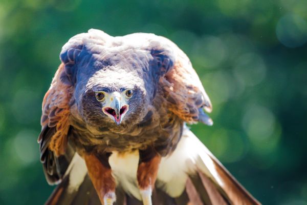 faune,oiseau de proie,hibou,Danemark,le bec,Faucon