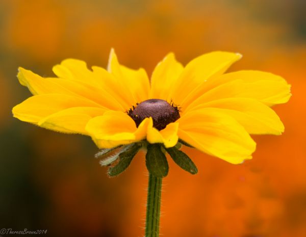 blomster, planter, plante, blomst, liv, orange