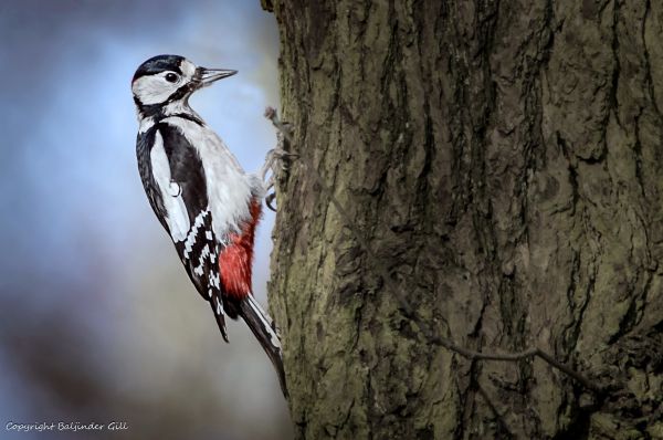 Vögel,Tiere,Natur,Tierwelt,Nikon,Ast