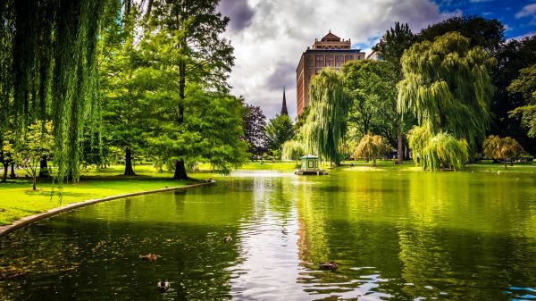 des arbres, paysage, jardin, Lac, des oiseaux, animaux