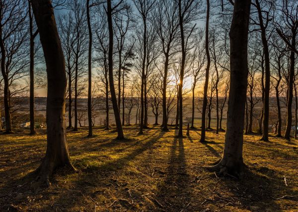 floresta,Árvores,Vistas,Pôr do sol,dom