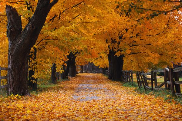 trees,nature,landscape,fall,outdoors,road