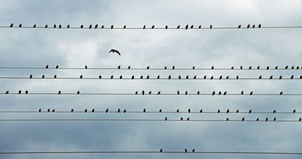 naturaleza,Alemania,Hessen,pájaro,aves,estrella