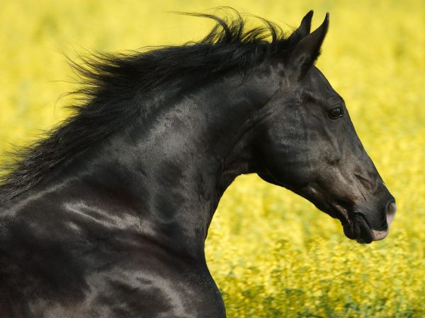 animals,horse,Dark Horse,Colt,pasture,grass