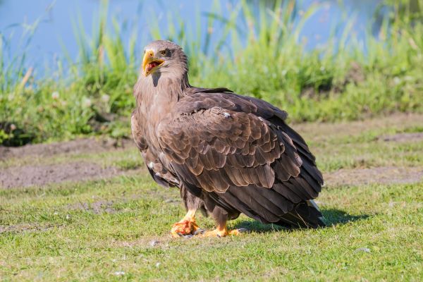 aquila,Danimarca,natura,uccello rapace,becco,uccello