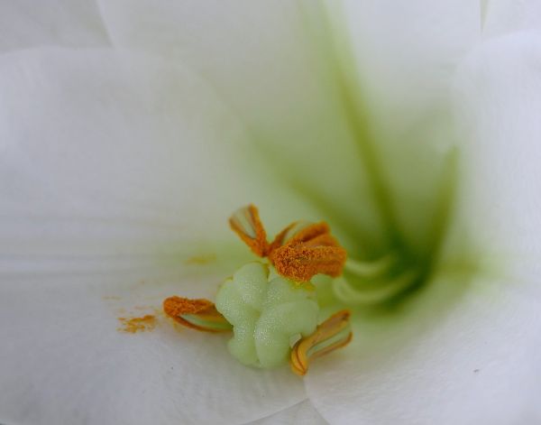 macro,verde,alb,portocale,Interior,Lilium