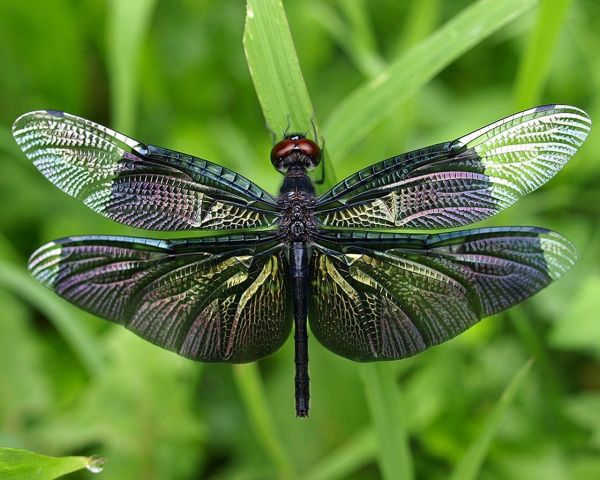 animale,natură,fotografie,fluture,insectă,libelule