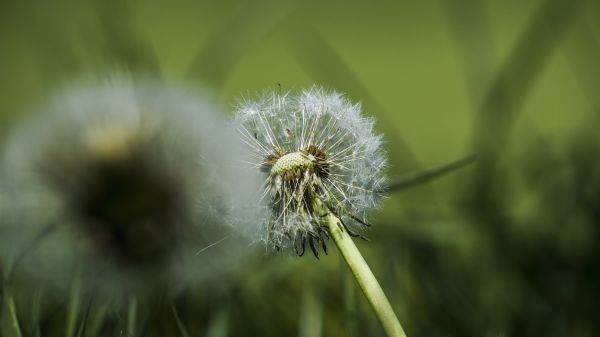 pampeliška,rostliny,Příroda,zelená,makro,fotografování