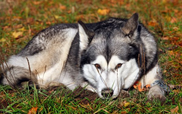 hund,græs,ligge ned,husky,venter,sorg